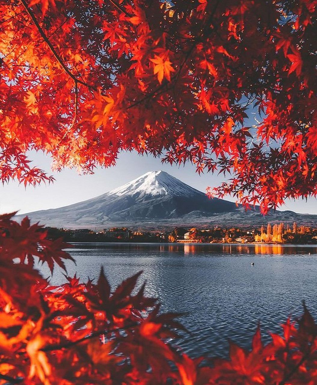 红叶季的富士山,是一幅极美的画卷.