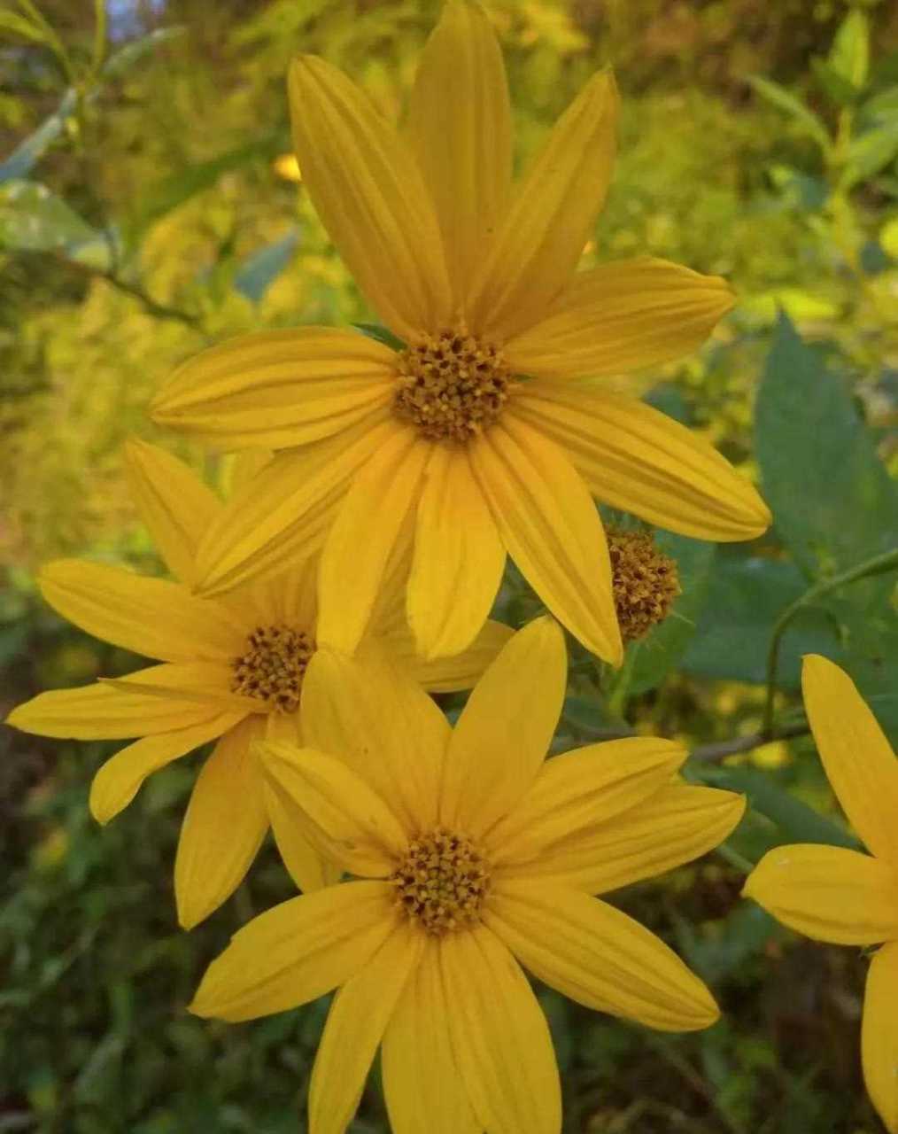 特别美丽的洋姜花,又名:鬼子姜,鬼子芋头,菊芋.