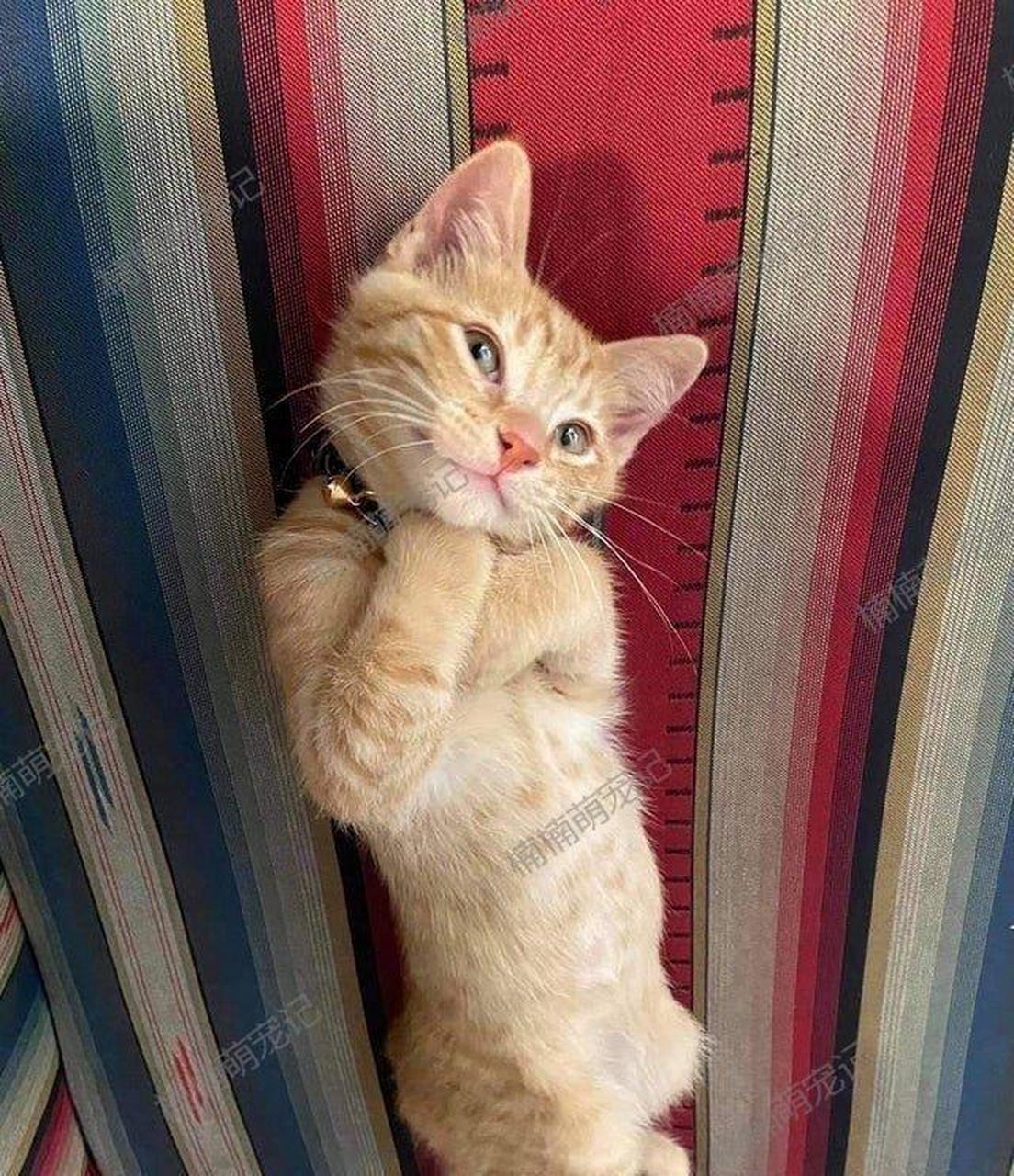 猫咪:看我可爱不?[开心]