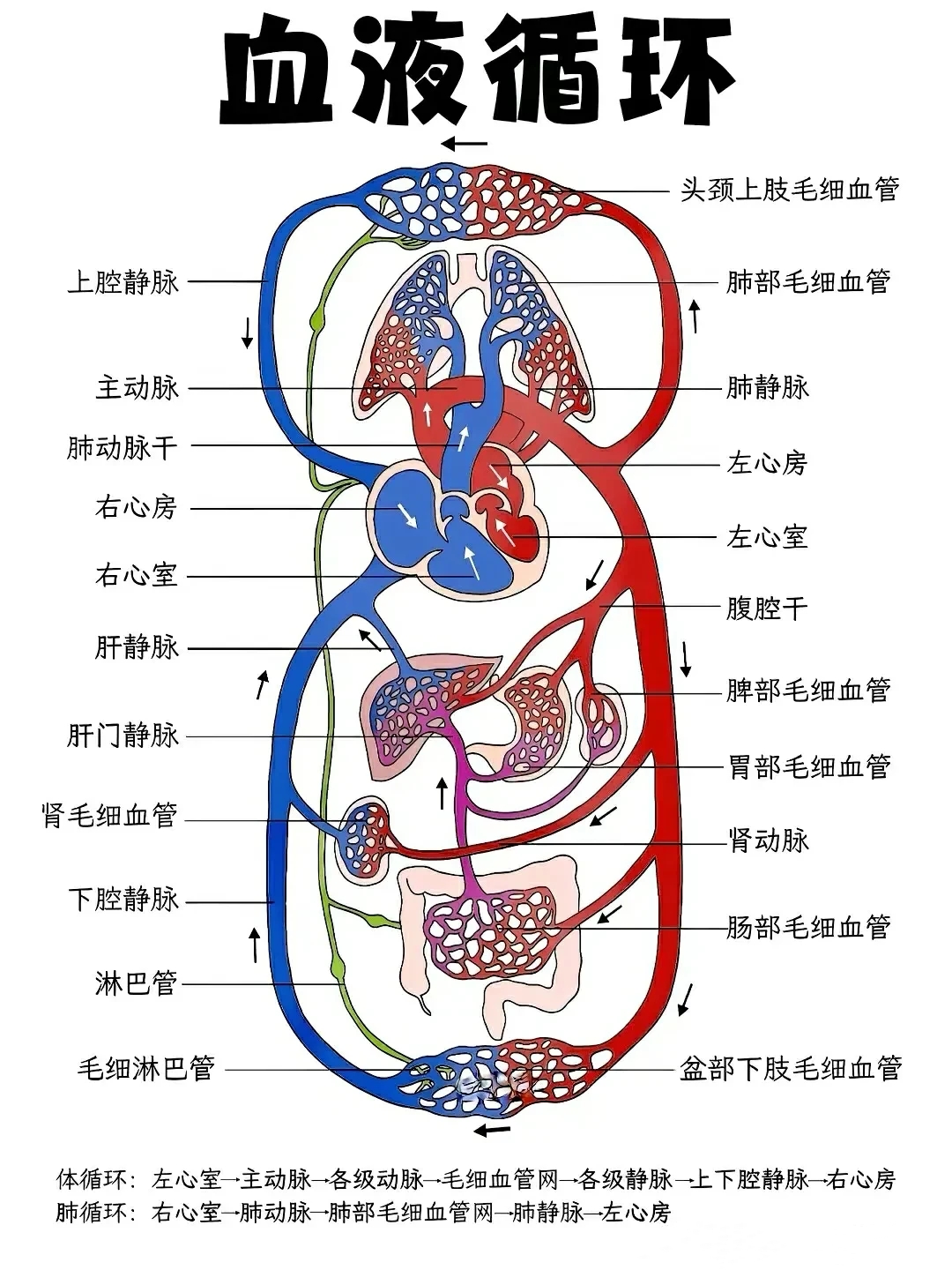 人体血液循环图@骨科医生李晨的动态