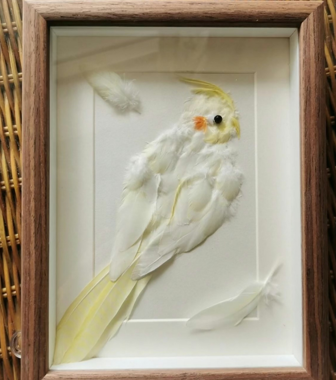 媳妇说鹦鹉的羽毛掉了别浪费,粘起来挂起来