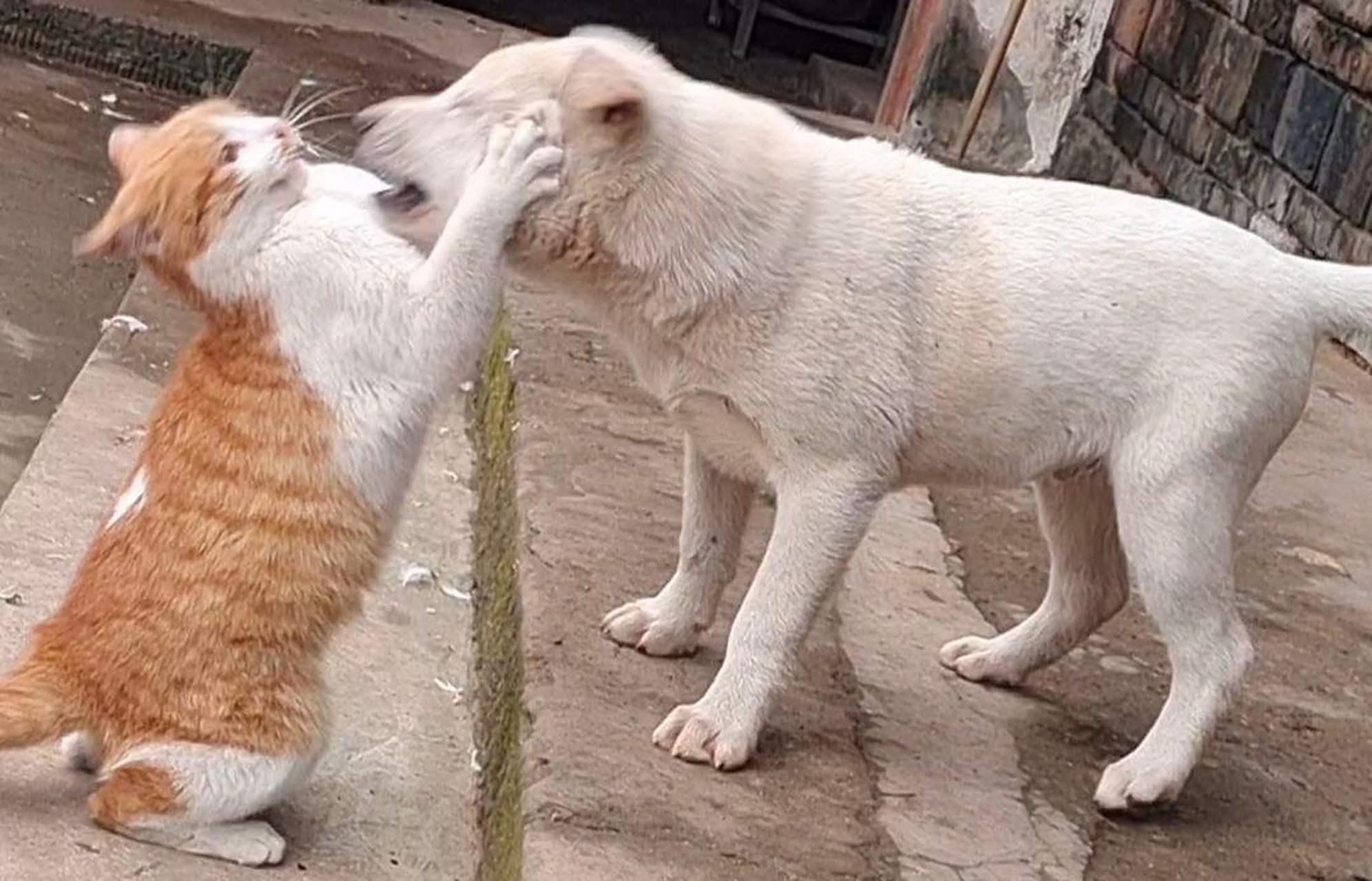 猫狗打架,当猫咪输了之后