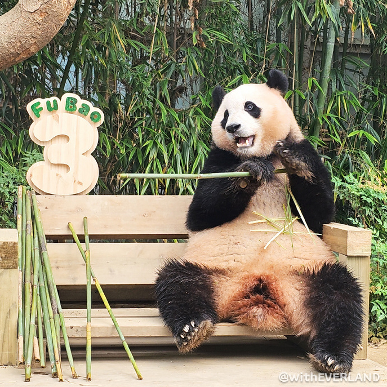 宋宝节目 熊猫来啦>最新一期剧照  20230804 cr.