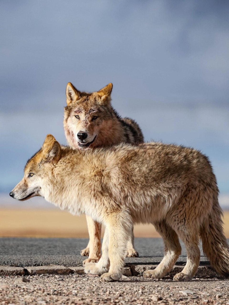 960_1280竖版 竖屏