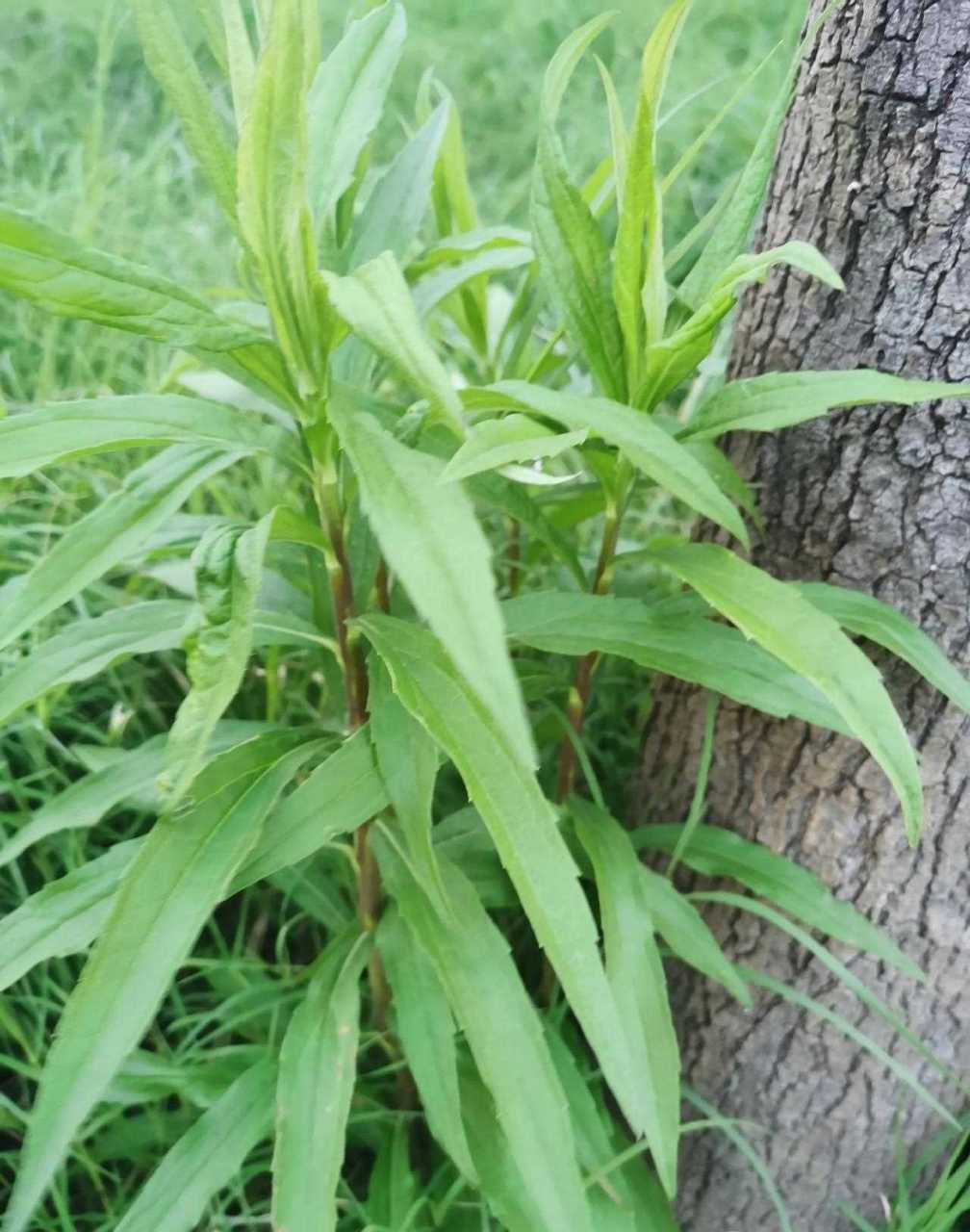 生态杀手通缉令植物图片