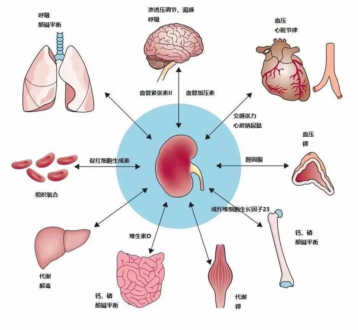肾脏的主要功能是什么? 肾主要有"净水器","稳压器","调节器"等功能.