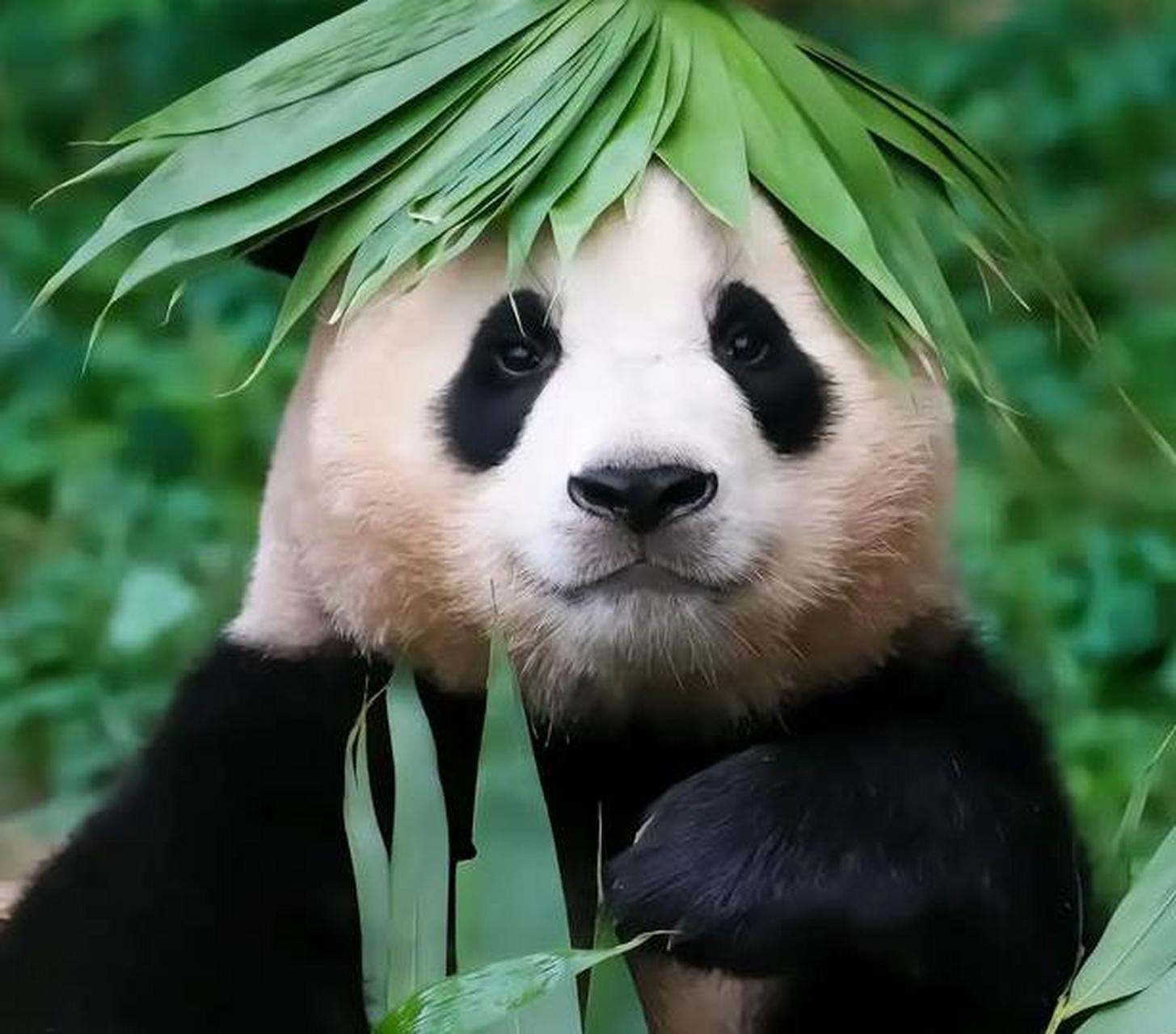 大熊猫福宝于2020年7月20日出生在韩国三星爱宝乐园,妈妈是华妮,从