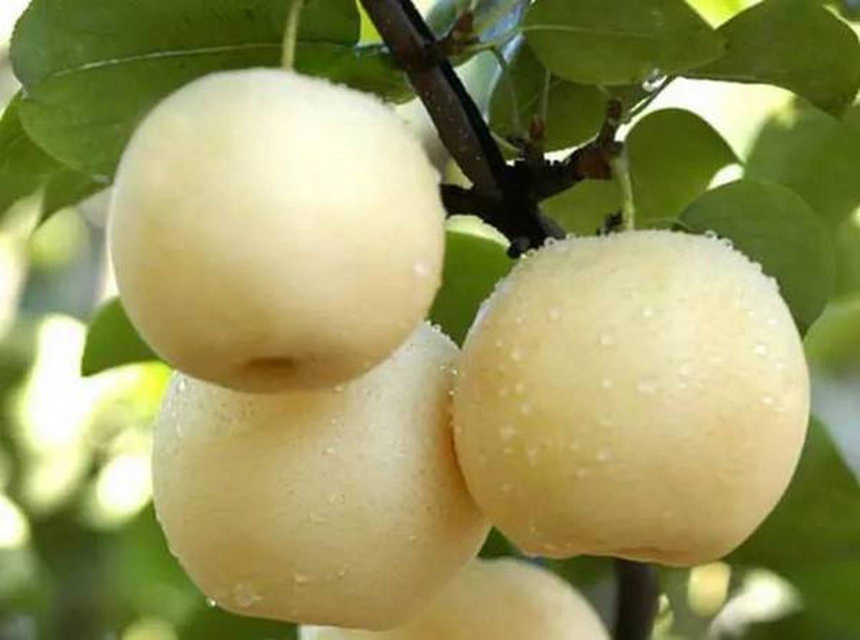 博野黄冠梨是河北省保定市博野县的特产.