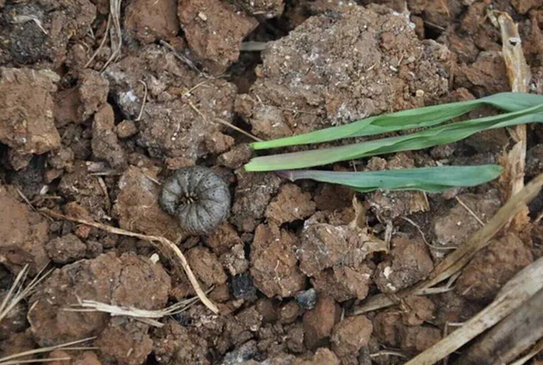 小地老虎幼虫口器图片