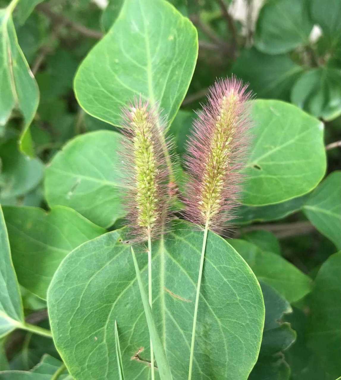 小时候看见过心灵手巧之人 用这种草扎绑成小狗小兔子的样子