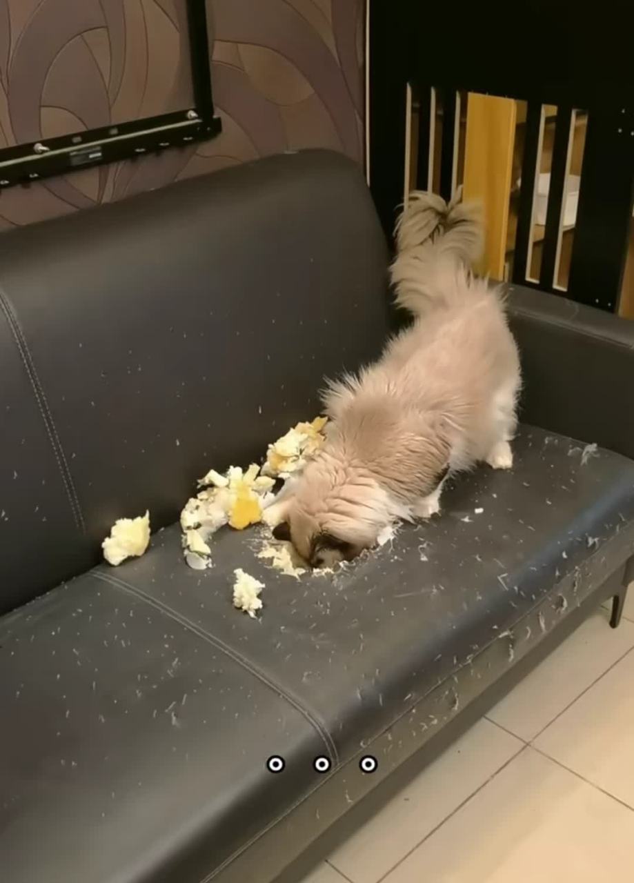 老公自学电焊,焊了一个铁座. 这回狗咬不动了![大笑][大笑]#搞笑