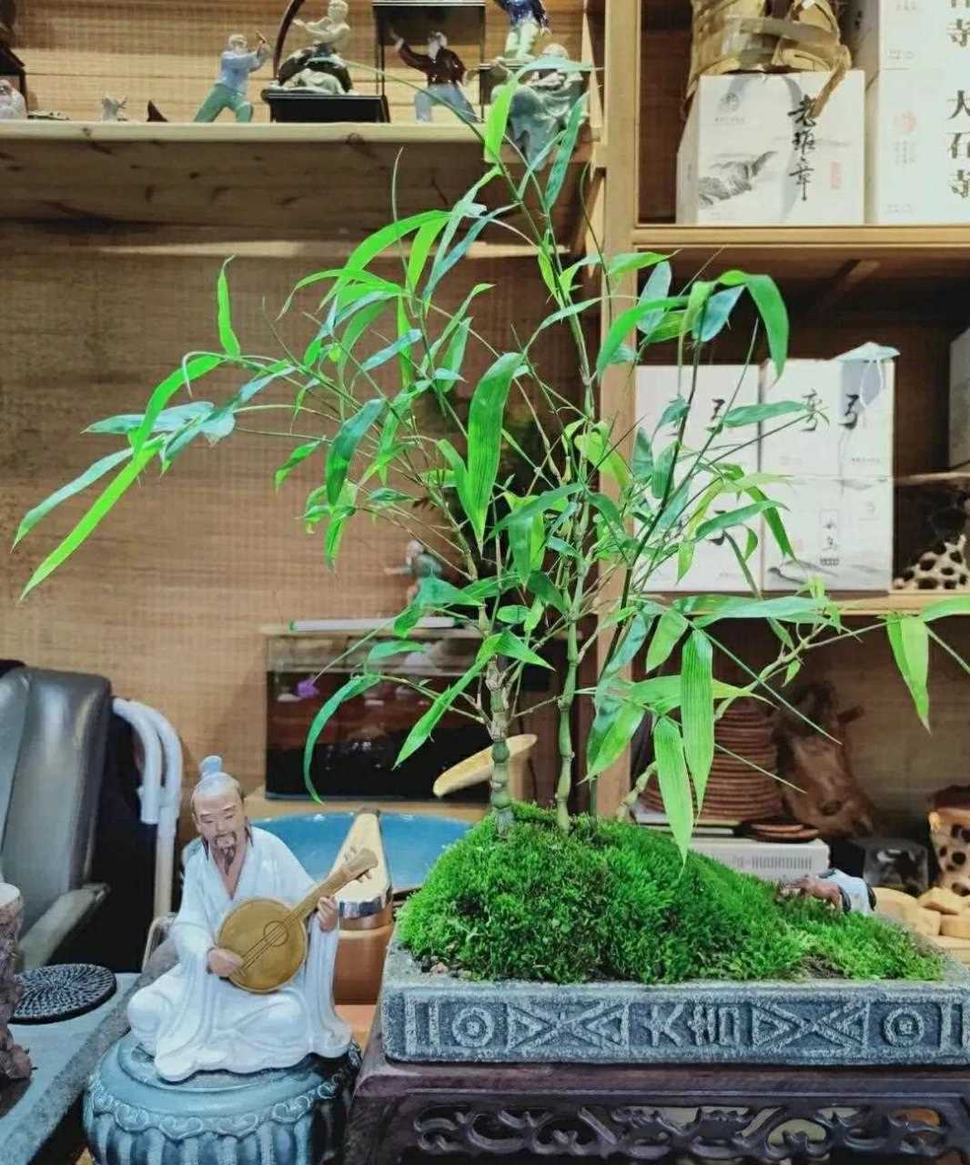 用一颗"空心"笑看人间烟云,繁花落尽.竹盆景雅赏