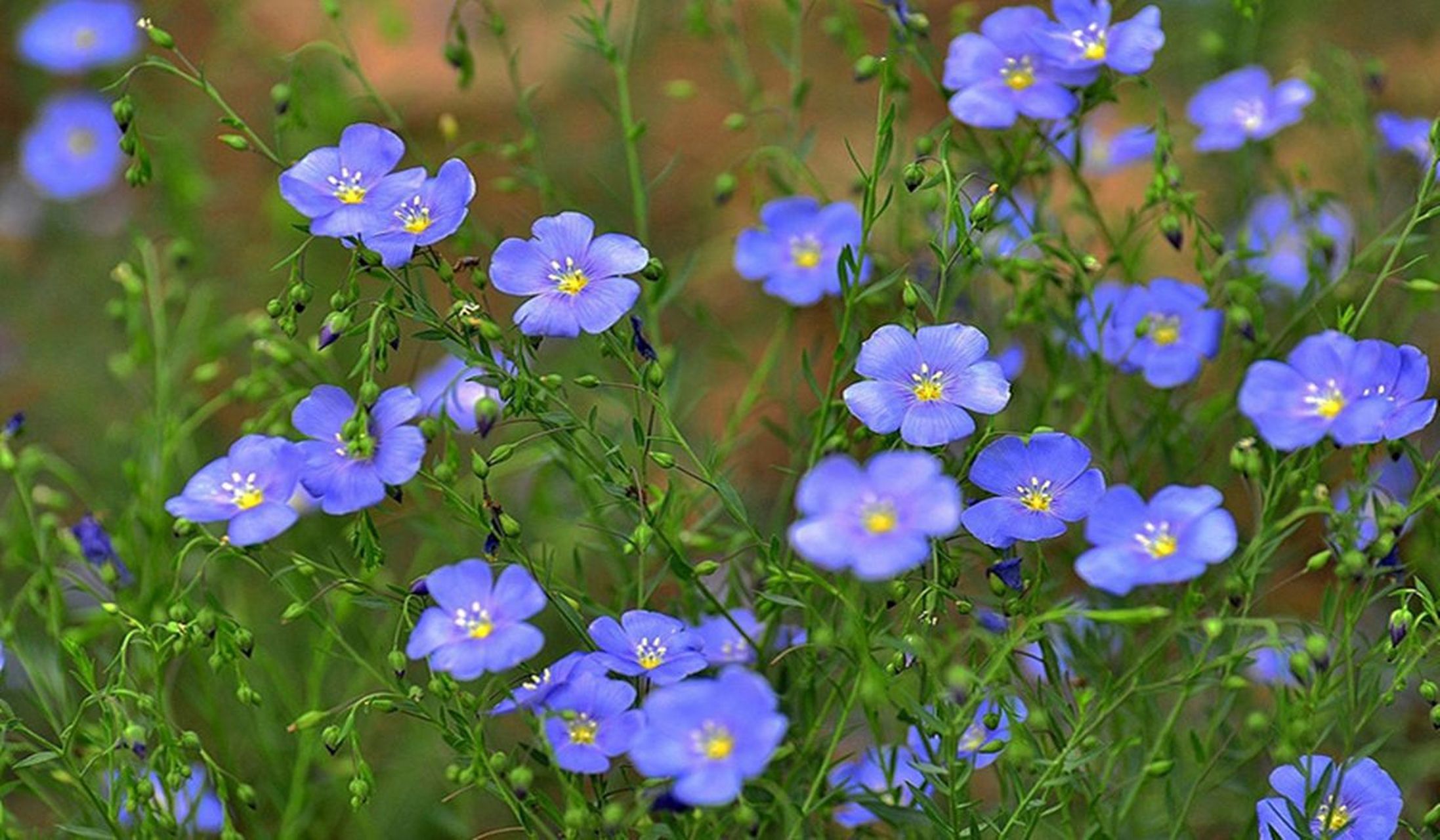 蓝花亚麻,多年生花卉,蓝色小花娇小玲珑,种植简单,观赏价值高!