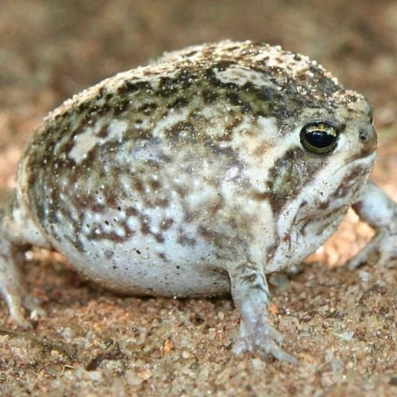 高兴表情,叫起来是"咿呀～咿呀" 这只脸长在身体里物种叫纳马雨蛙90