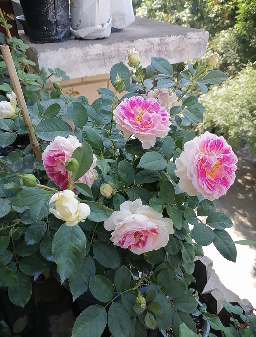 来带大家认识一个没啥缺点的品种——根西月季,又名假日岛芍药,小灌木