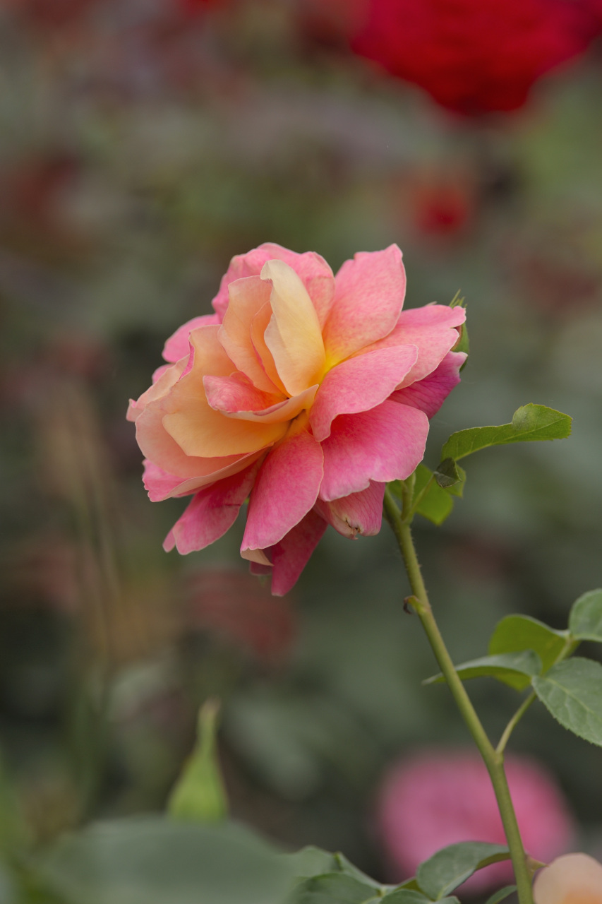 月季花拍摄技巧图片