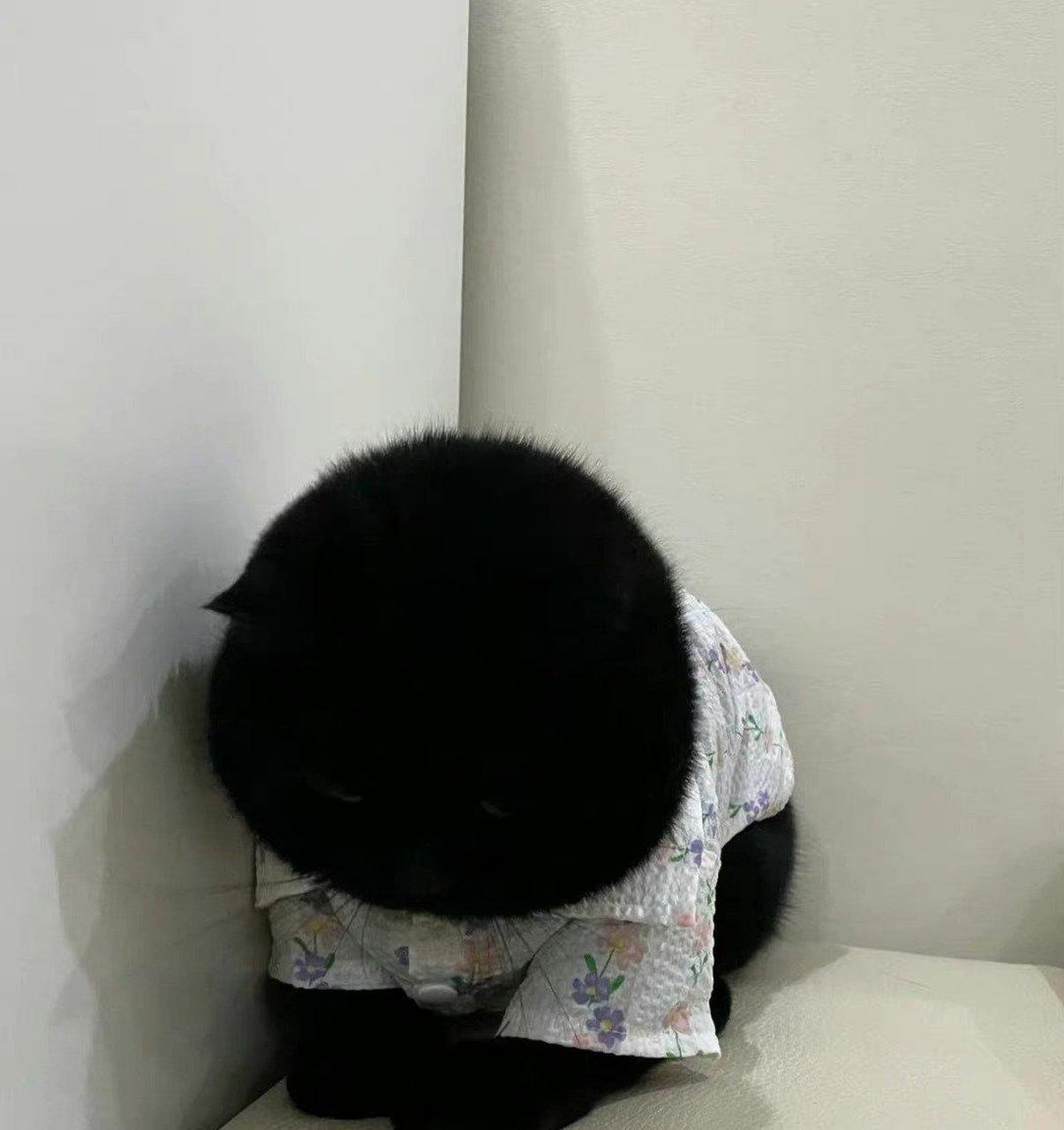 黑猫居然这么可爱.应该叫它什么名字呢?