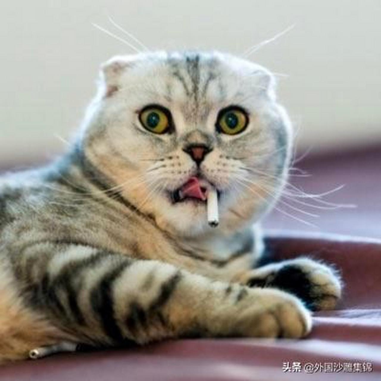 [汗]一开始还以为喵喵叼了根烟,1分钟后铲屎官不淡定了.