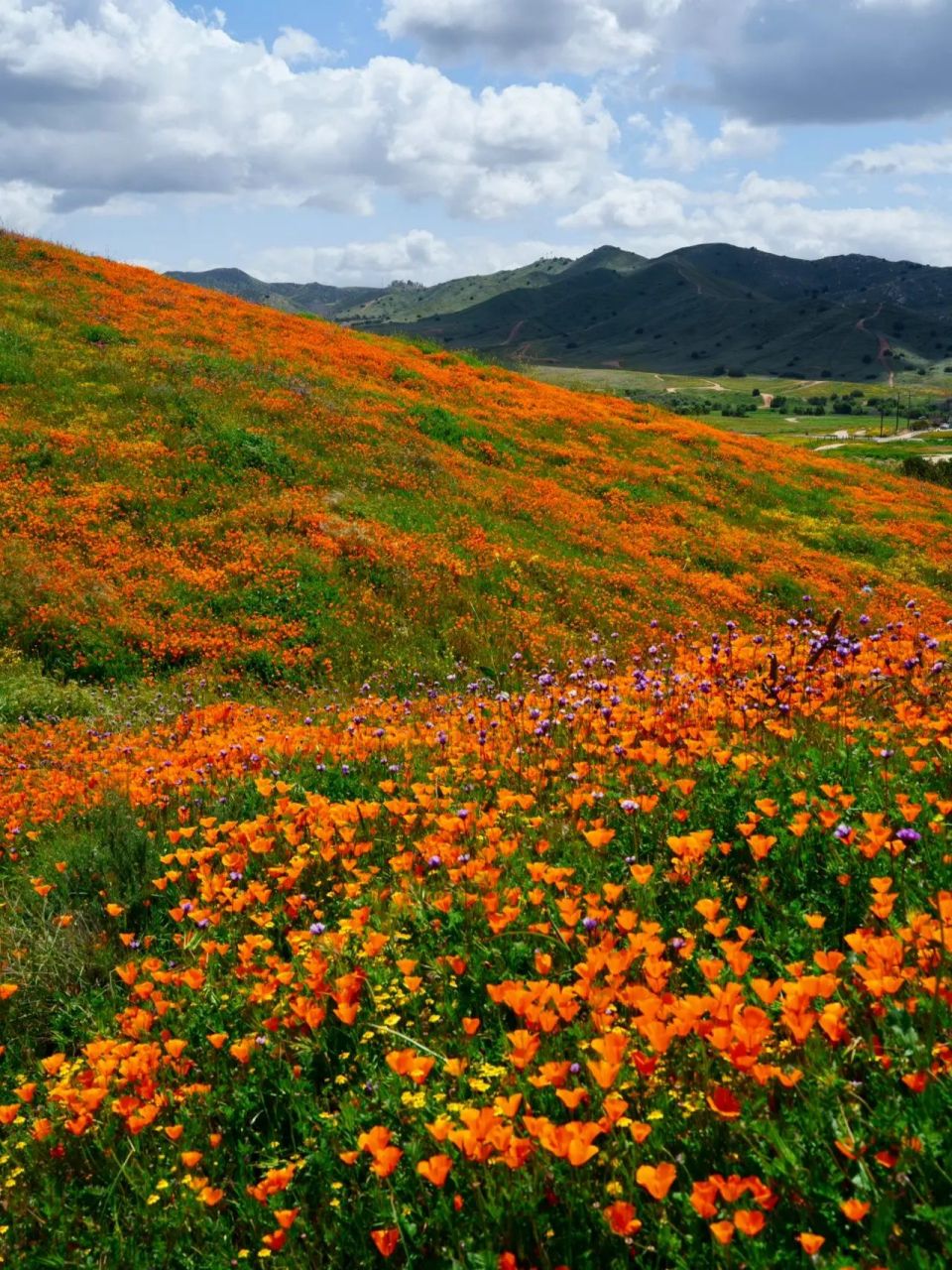 加州superbloom 小众赏野花