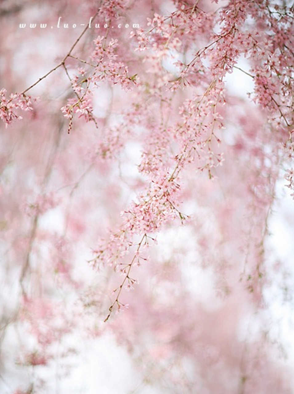 流照伏波营.——沈如筠《闺怨二首·其一》