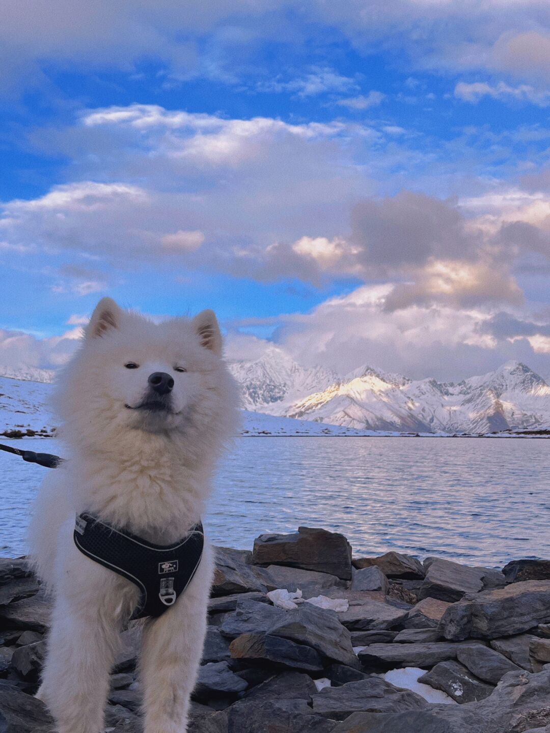在自驾游的路上我和我的小伙伴萨摩耶一起奋斗