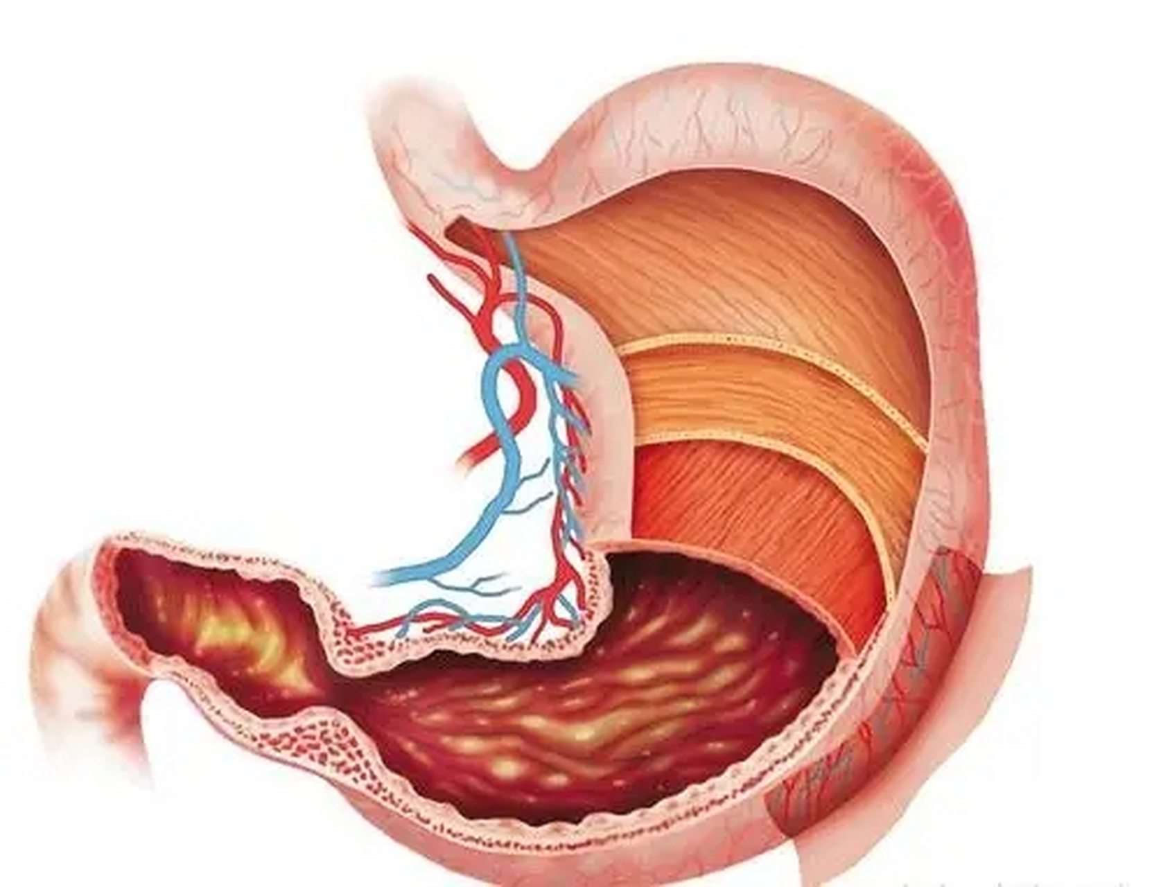 萎缩性胃炎频繁做胃镜,再做你的胃就废了  萎缩性