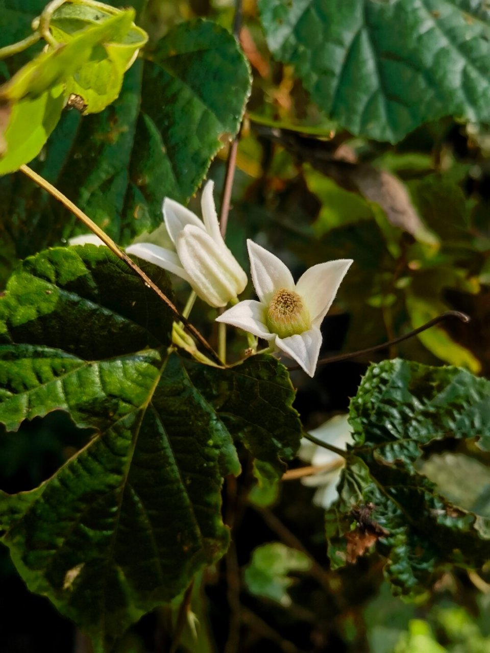 芳香型大花型想要这个铁线莲  你想要的正是尾叶铁线莲.