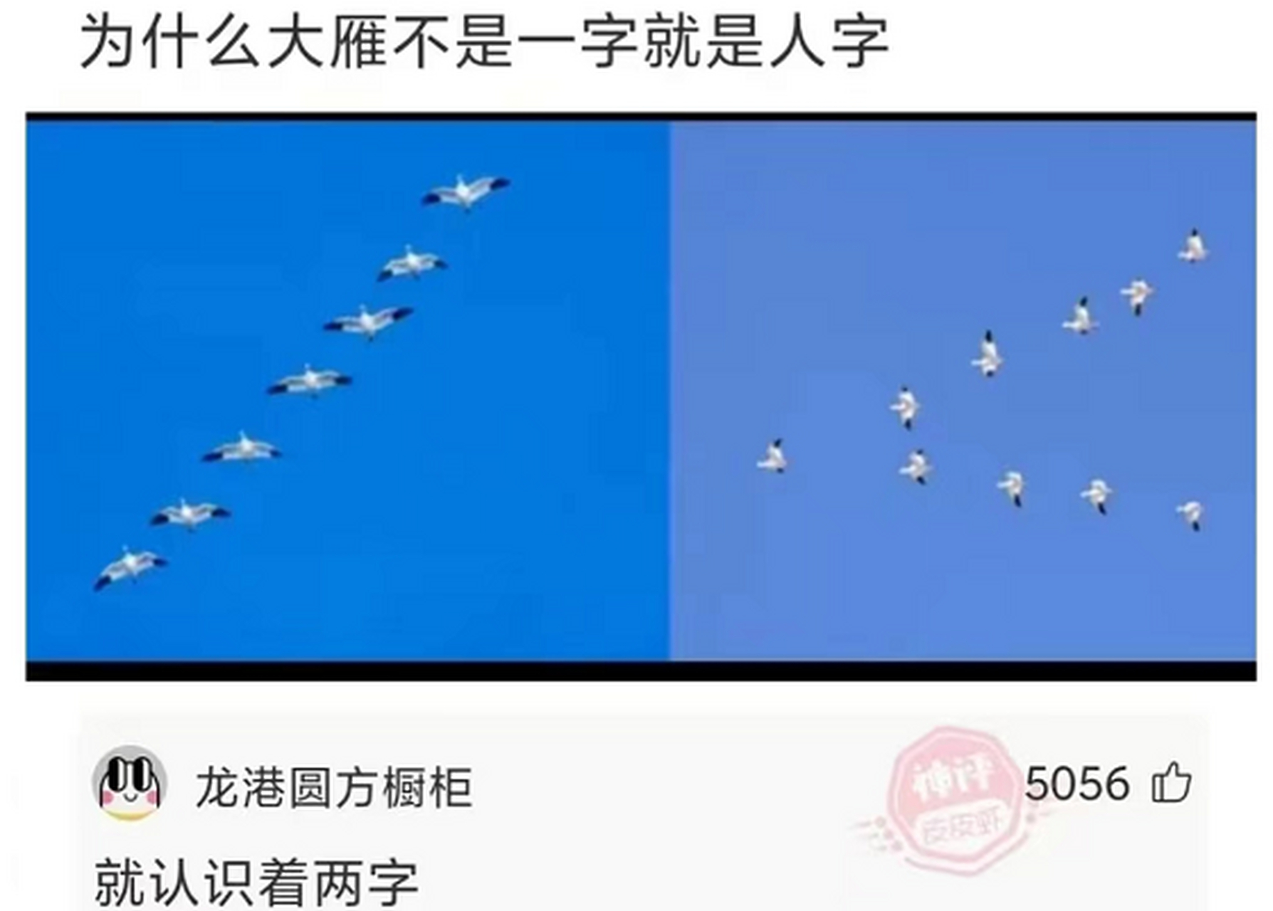 为什么大雁不是一字就是人字?#搞笑趣味图
