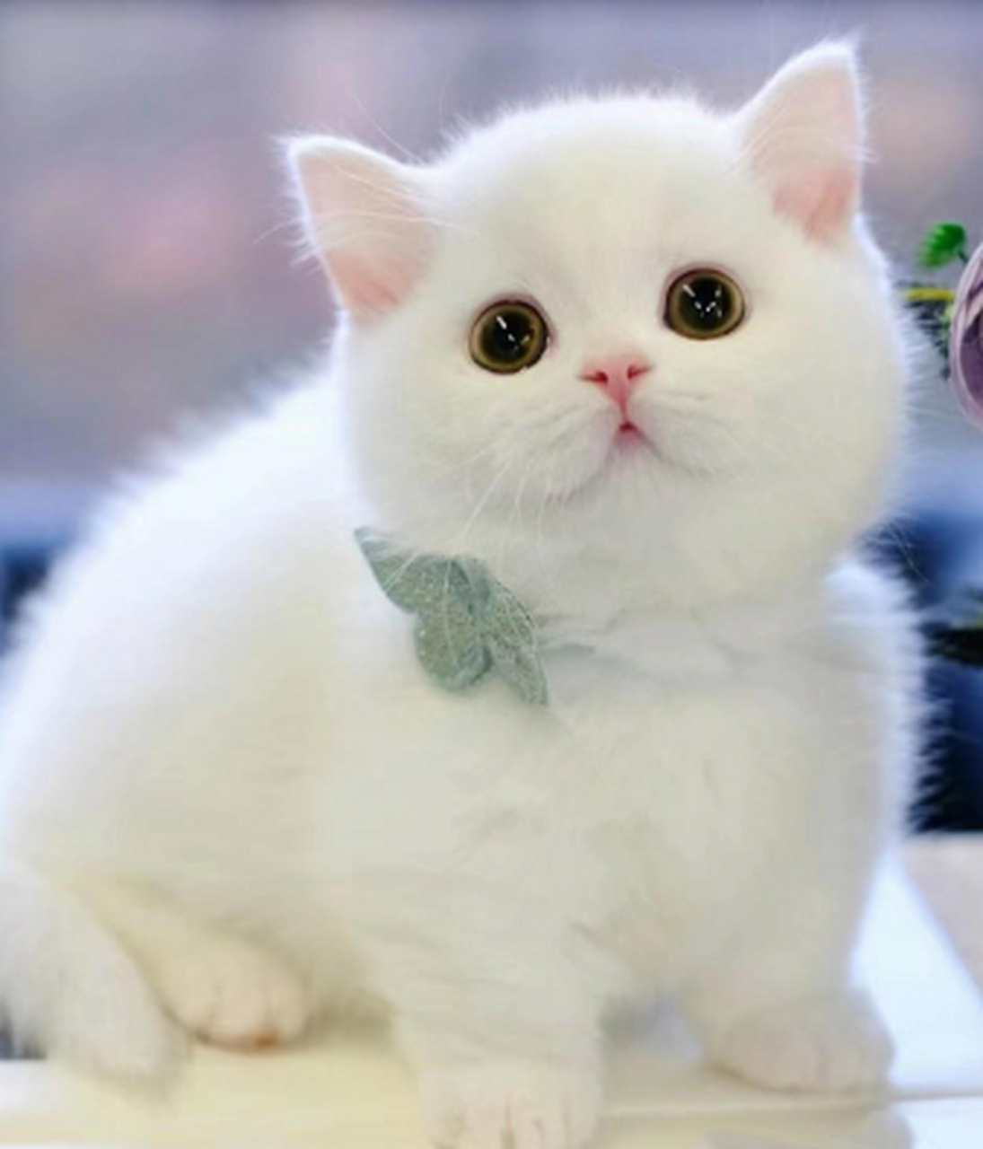 好可爱的猫子,好想抱一抱.