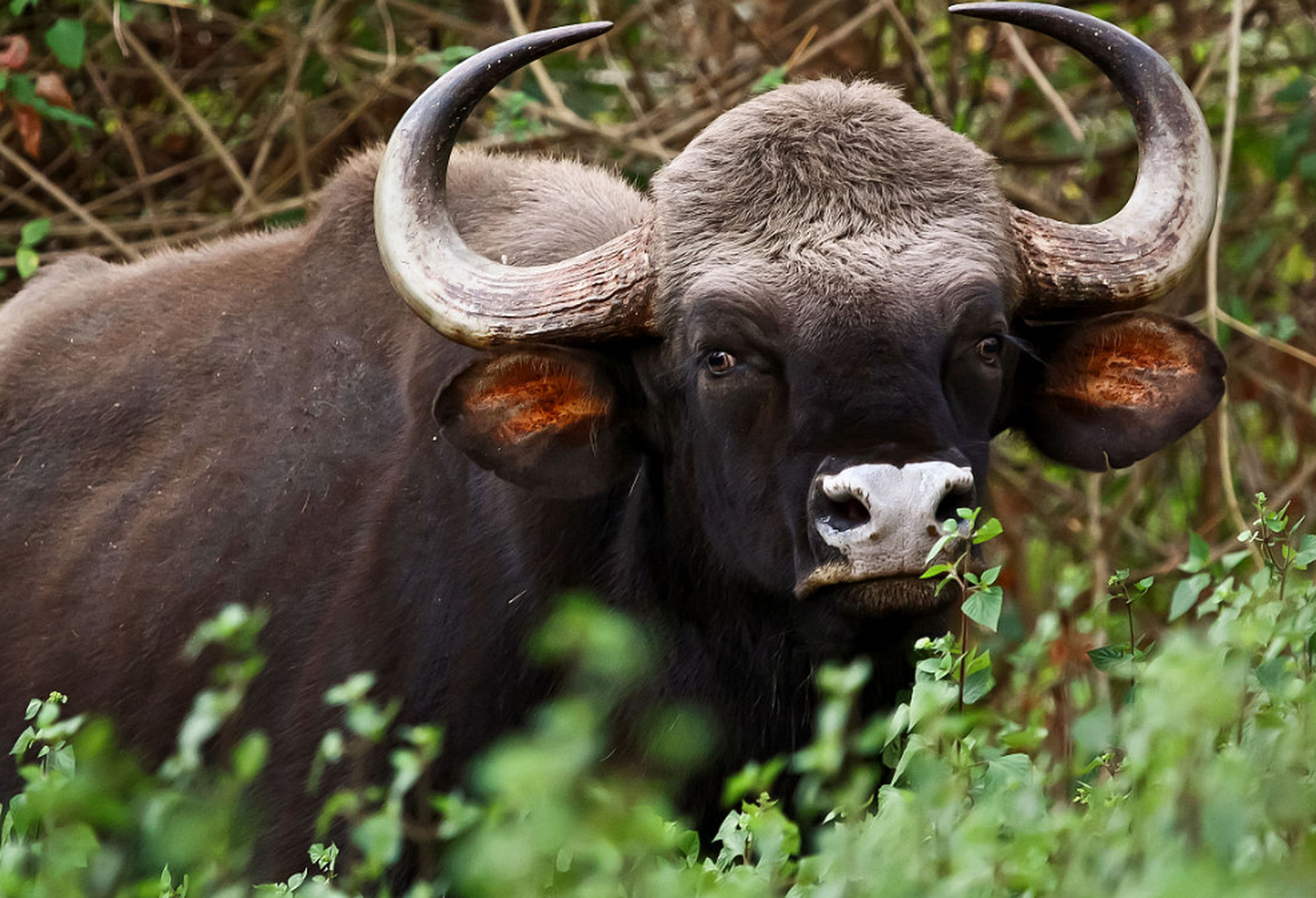 地球上最凶猛的动物 野牛(非洲水牛当代表)非洲水牛也称非洲野牛,是