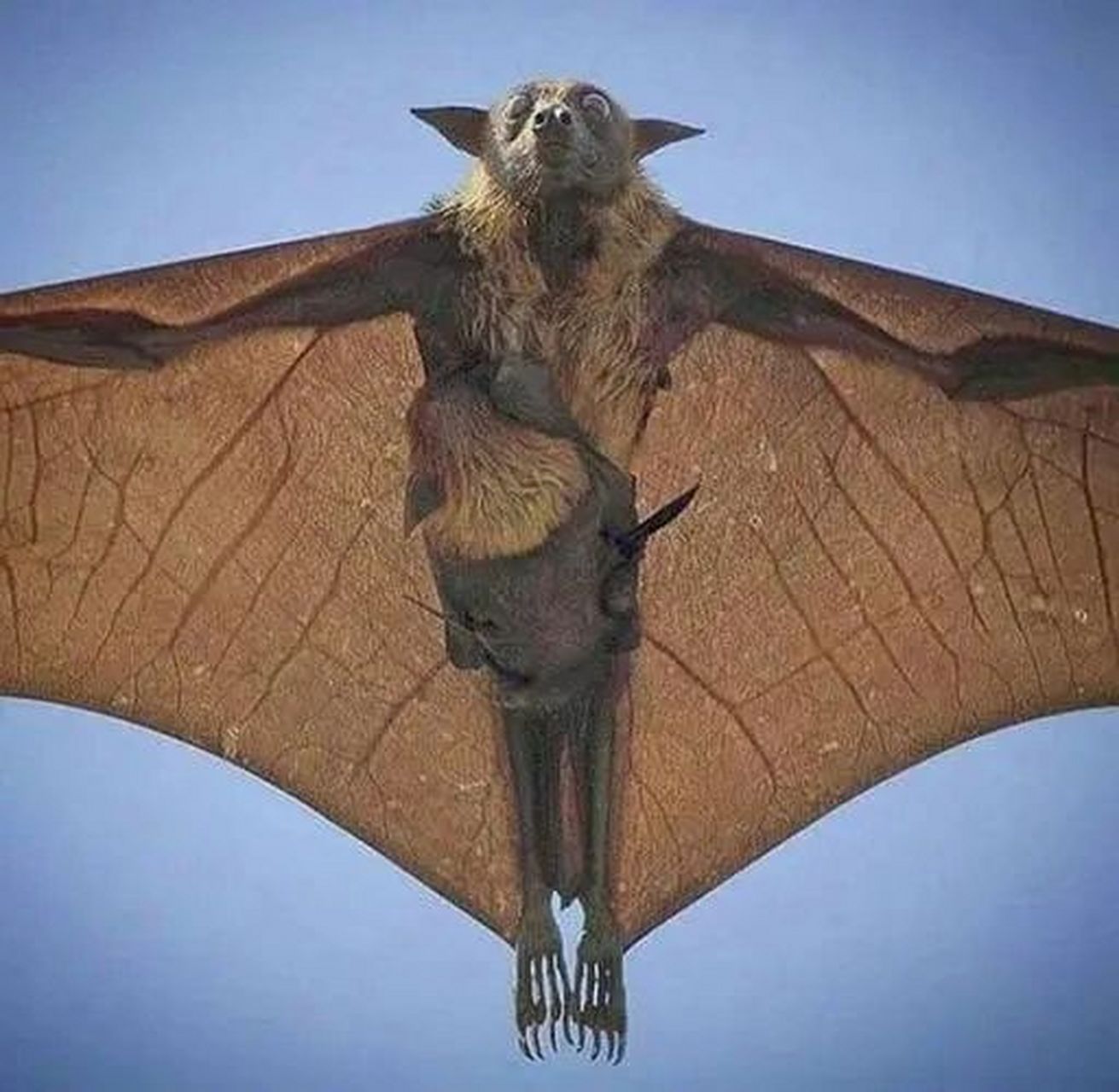 蝙蝠狗 真实照片图片