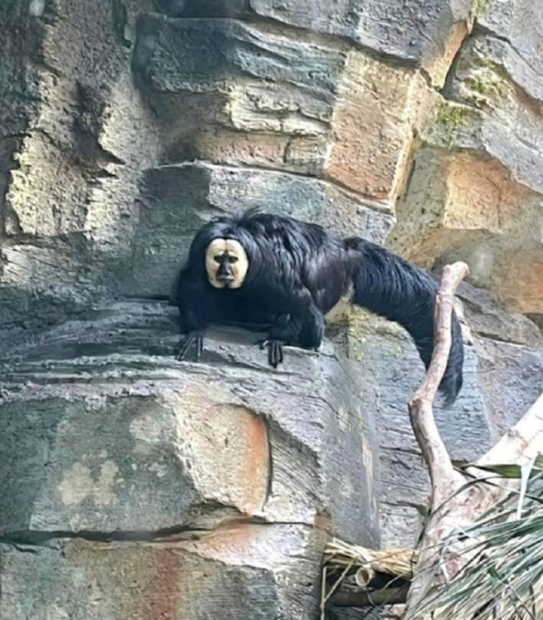 传说中的老猫猴子,专门吃不听话小孩的,是它吗?