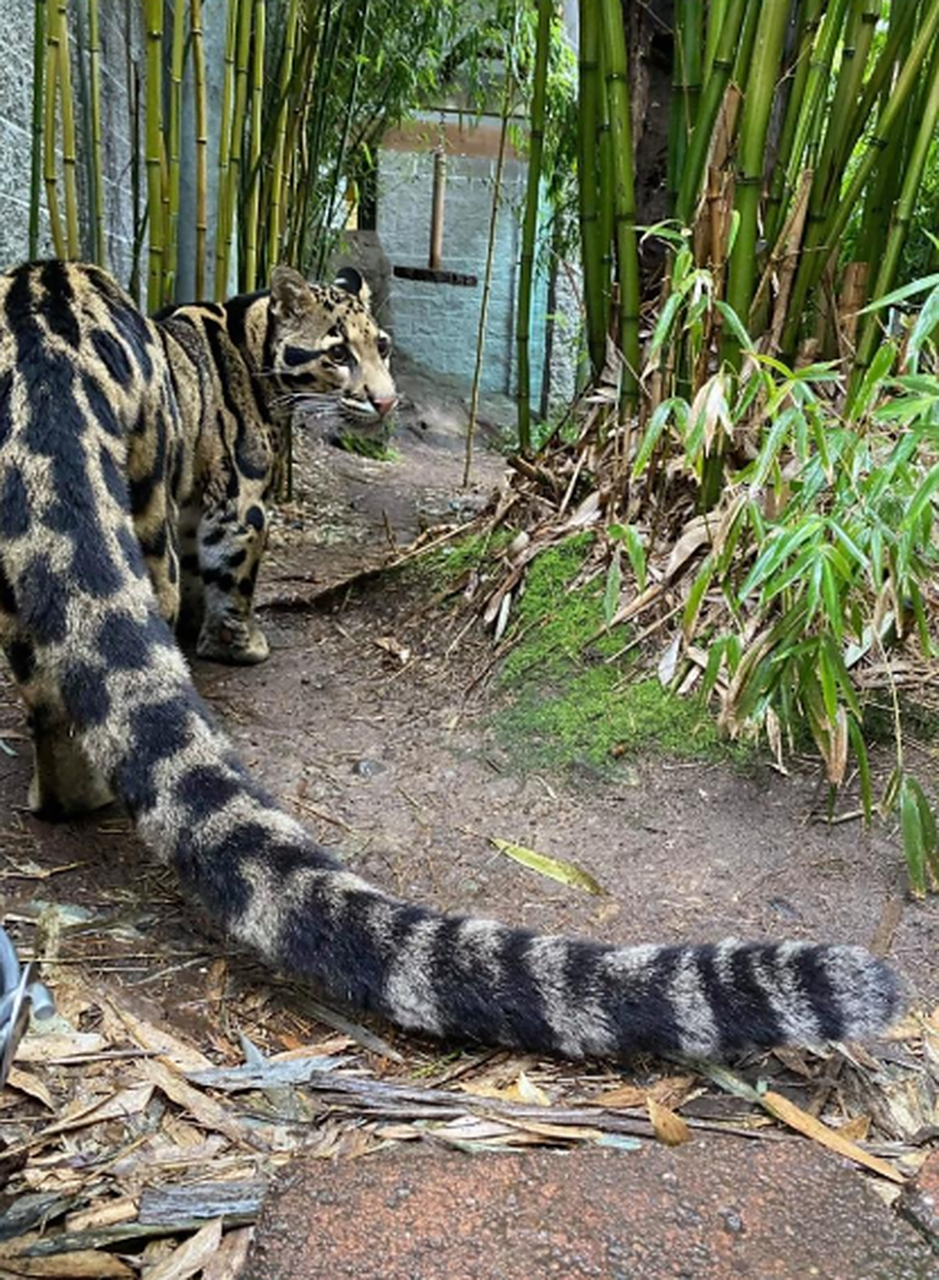 这是什么品种的豹,好长的尾巴