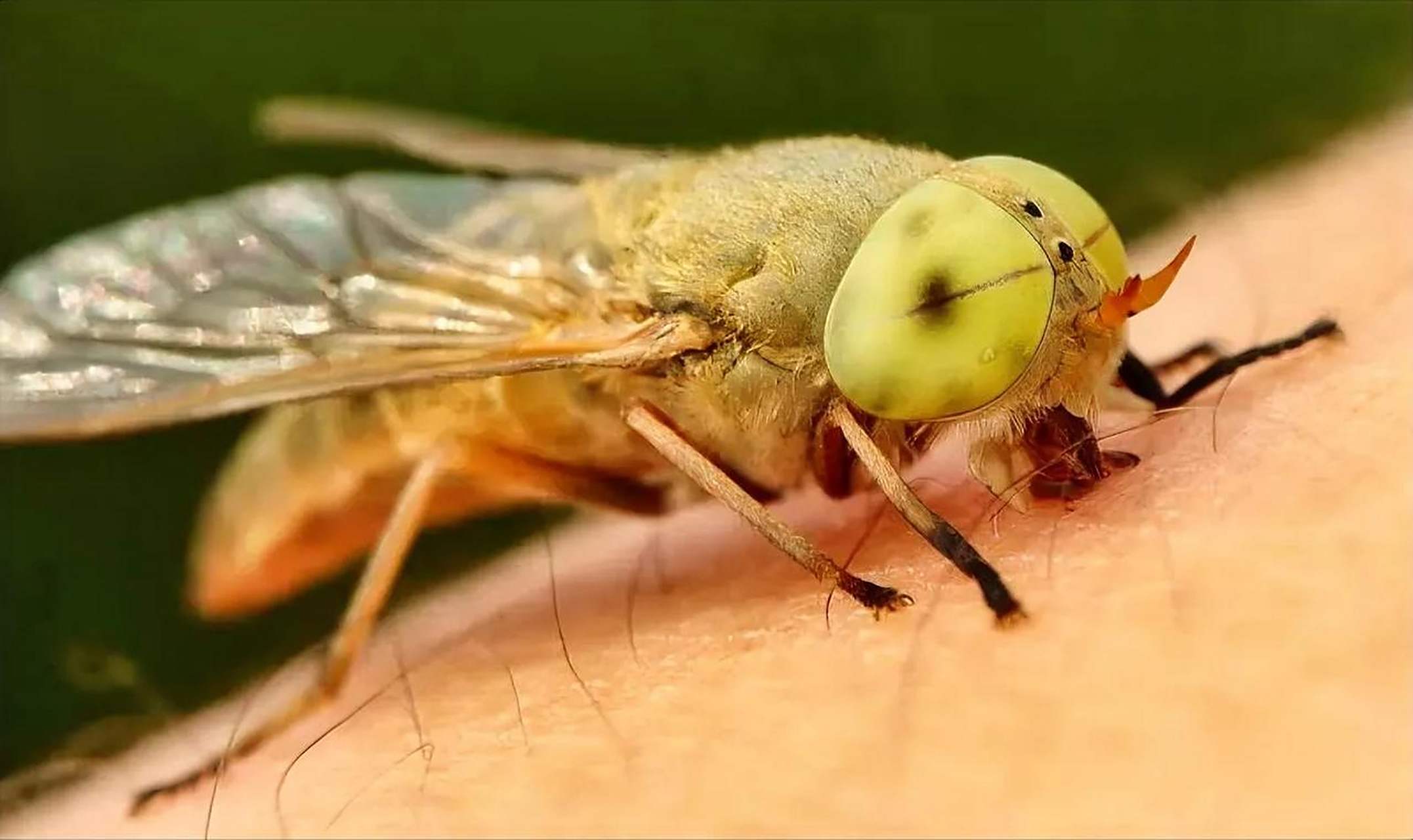 在农村池塘河湖里游泳后常常会遭遇牛虻的叮咬