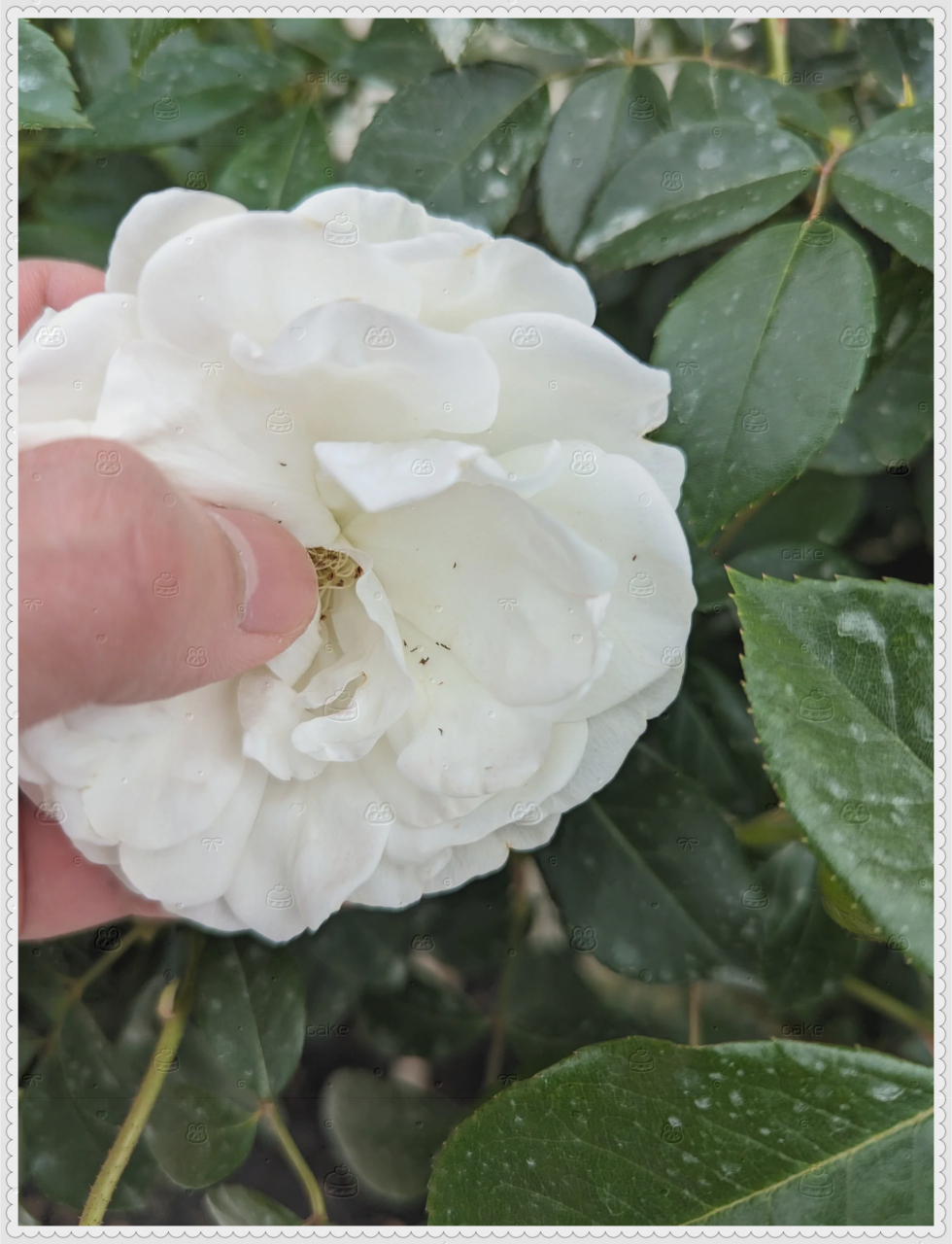 在澳洲针对月季蓟马处理方法的research  残害月季的主要是西花蓟马