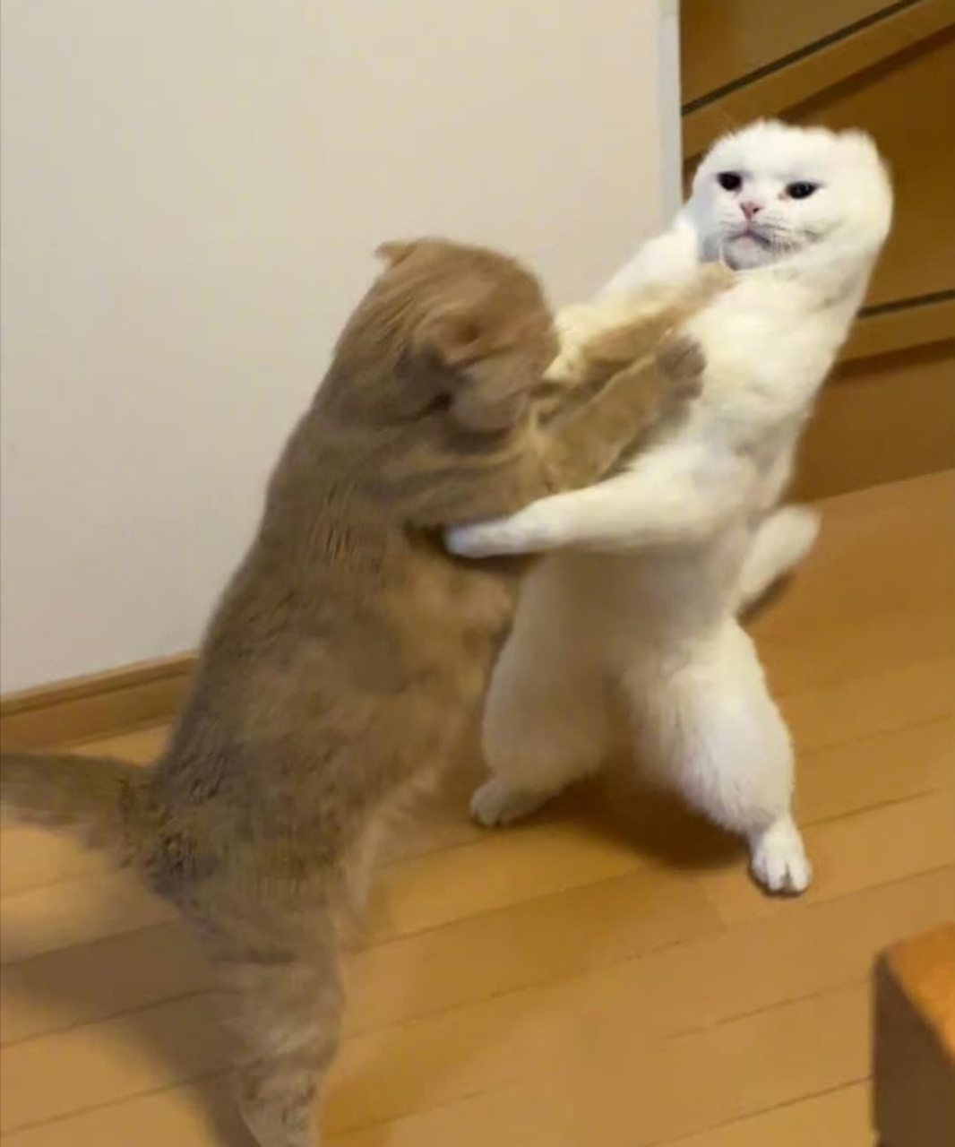 两只猫打架,脸都变形了[滑稽]