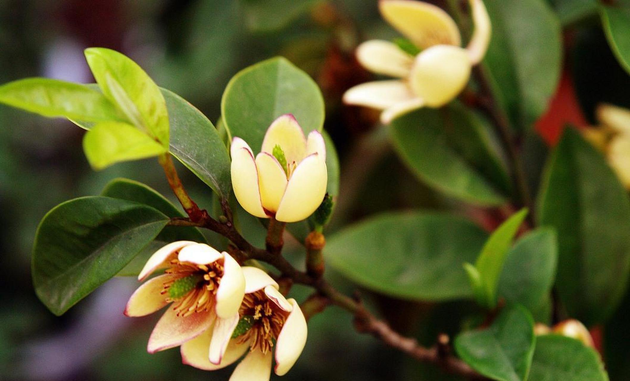 [鲜花]含笑花是木兰科含笑属常绿灌木,花朵苞润如玉,香幽若兰,是抑种