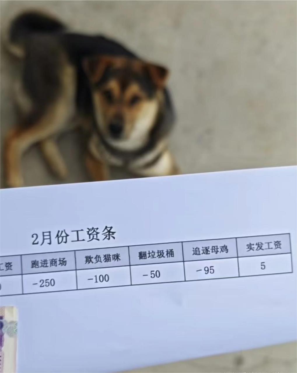 狗:辛辛苦苦一个月,就给我发了五块钱,老子不干了!