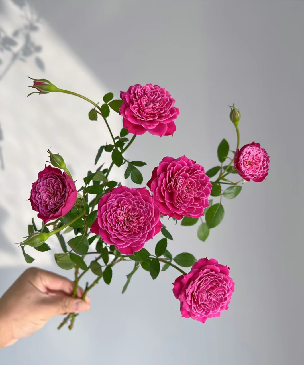 月季界的"妖花"——马里奥塔,这花够不够妖艳?