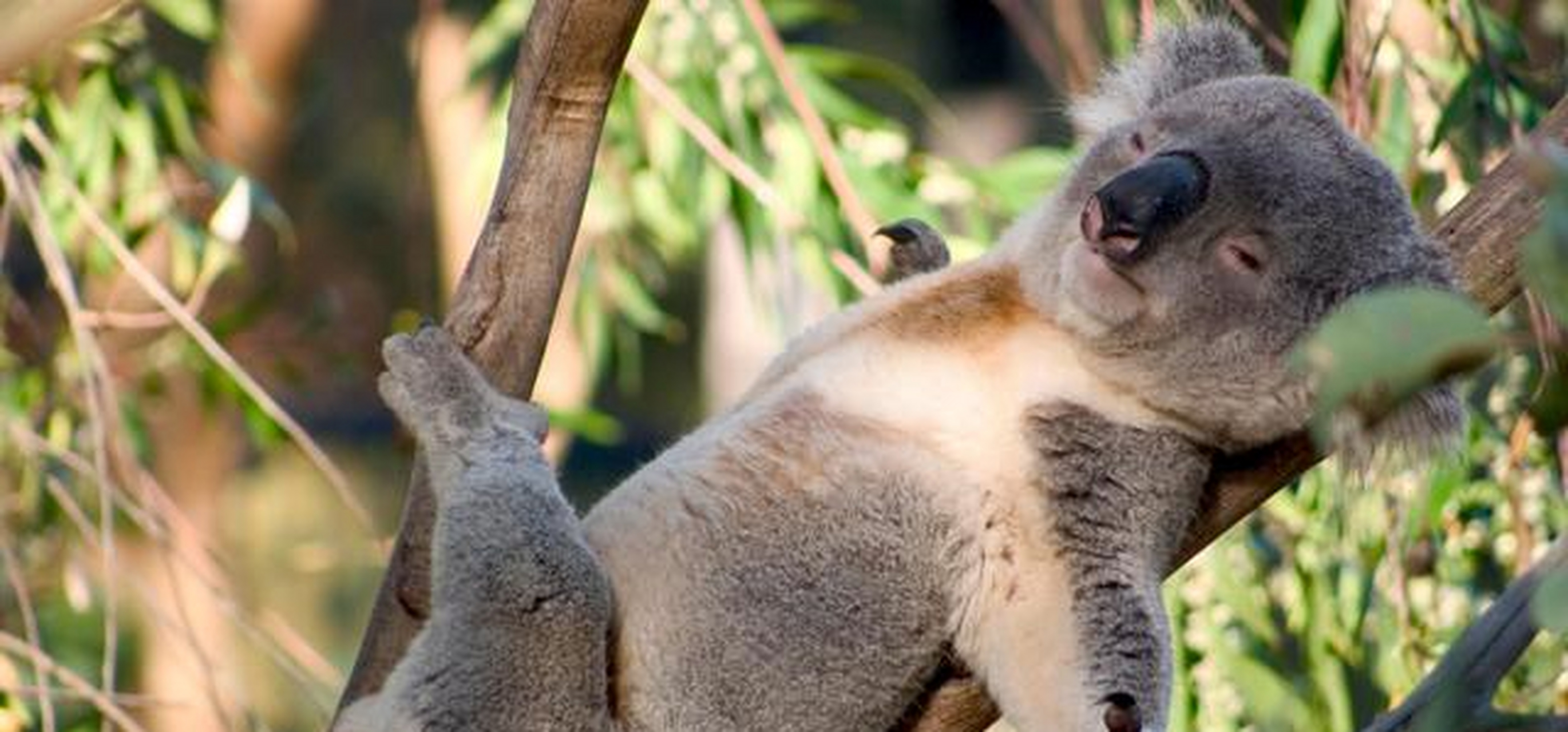 模特考拉koala图片