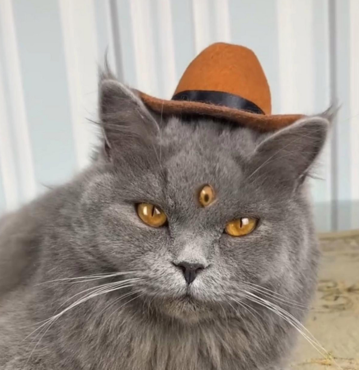 这是猫界的"二郎神"吗?