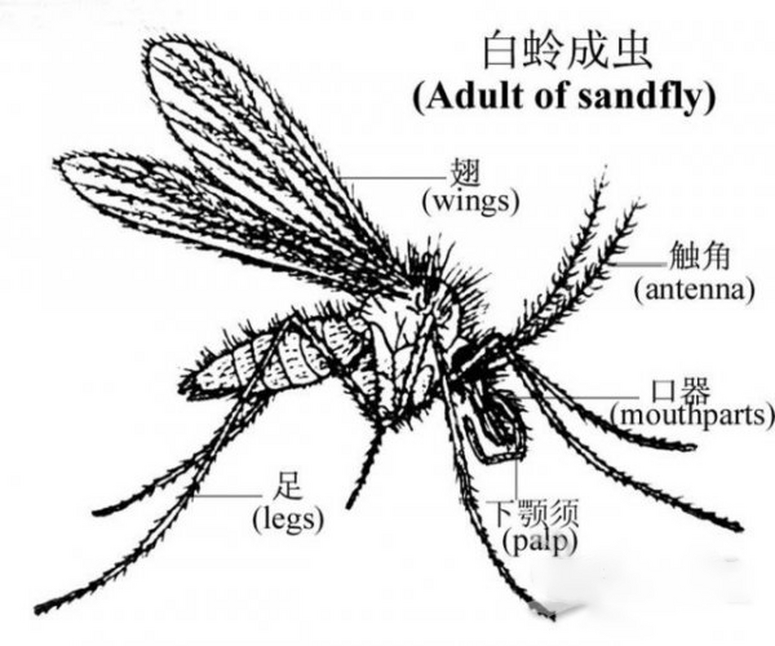 白蛉各期幼虫均生活在土壤中,以地面下约10-12cm处为多见.