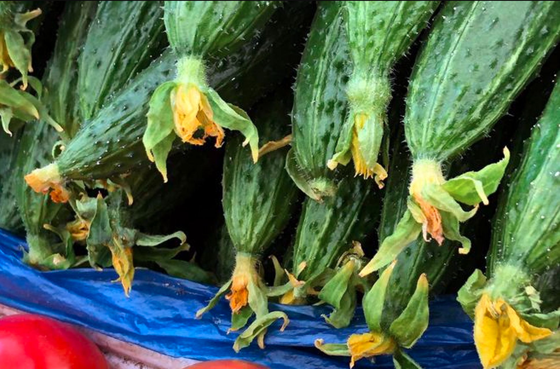 顶花带刺不一定就是有问题,但黄瓜顶花部位长个瘤子花鲜而不败,怎么看