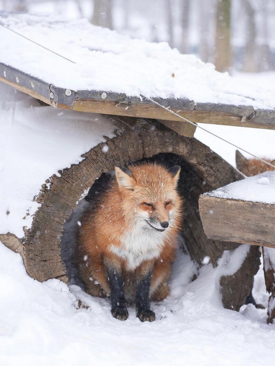 园内共有100多只狐狸,包括赤狐,银狐,青狐以及非常稀有的白金狐和