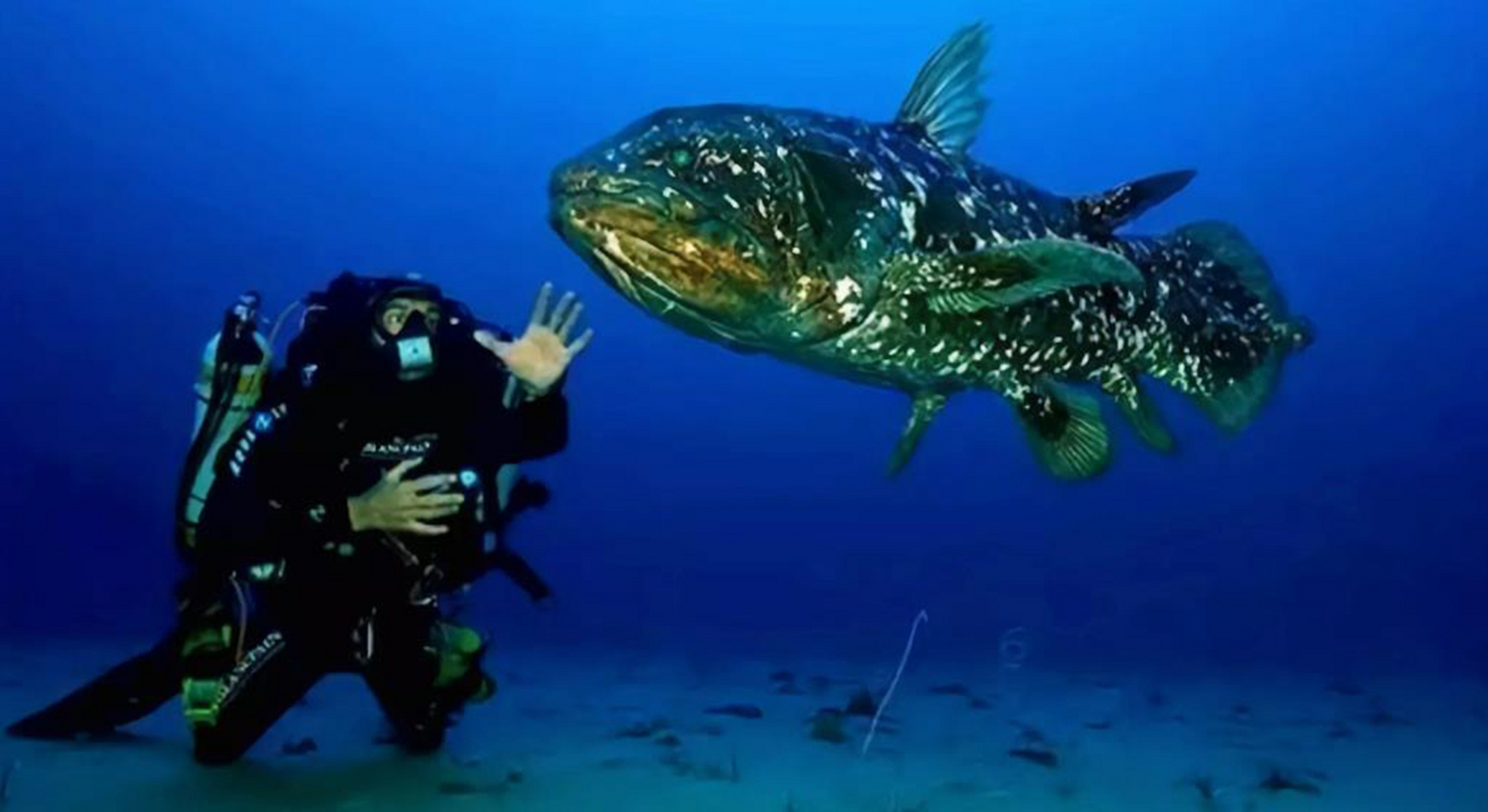 科学家曾认为腔棘鱼这种长着腿的鱼,已在6500万年前灭绝.