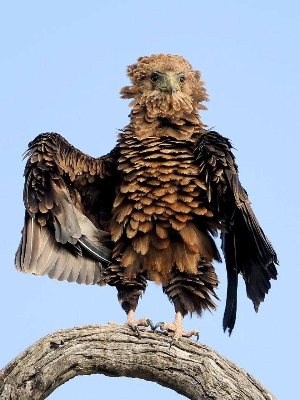 门,鸟纲,隼形目,鹰科,雕亚科,角雕属 简介:是美洲最大及最强壮的猛禽