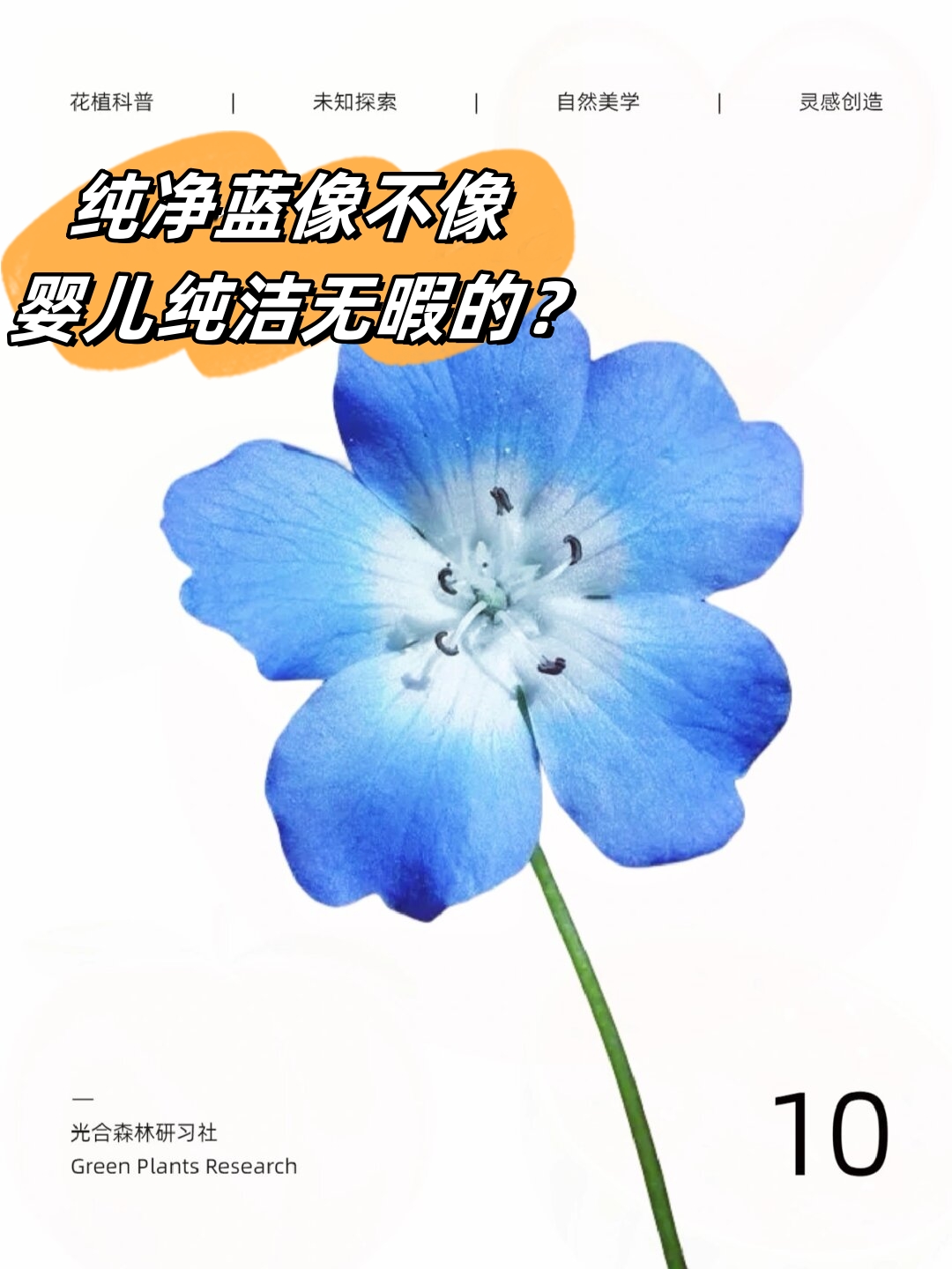 拉丁学名nemophila menziesii