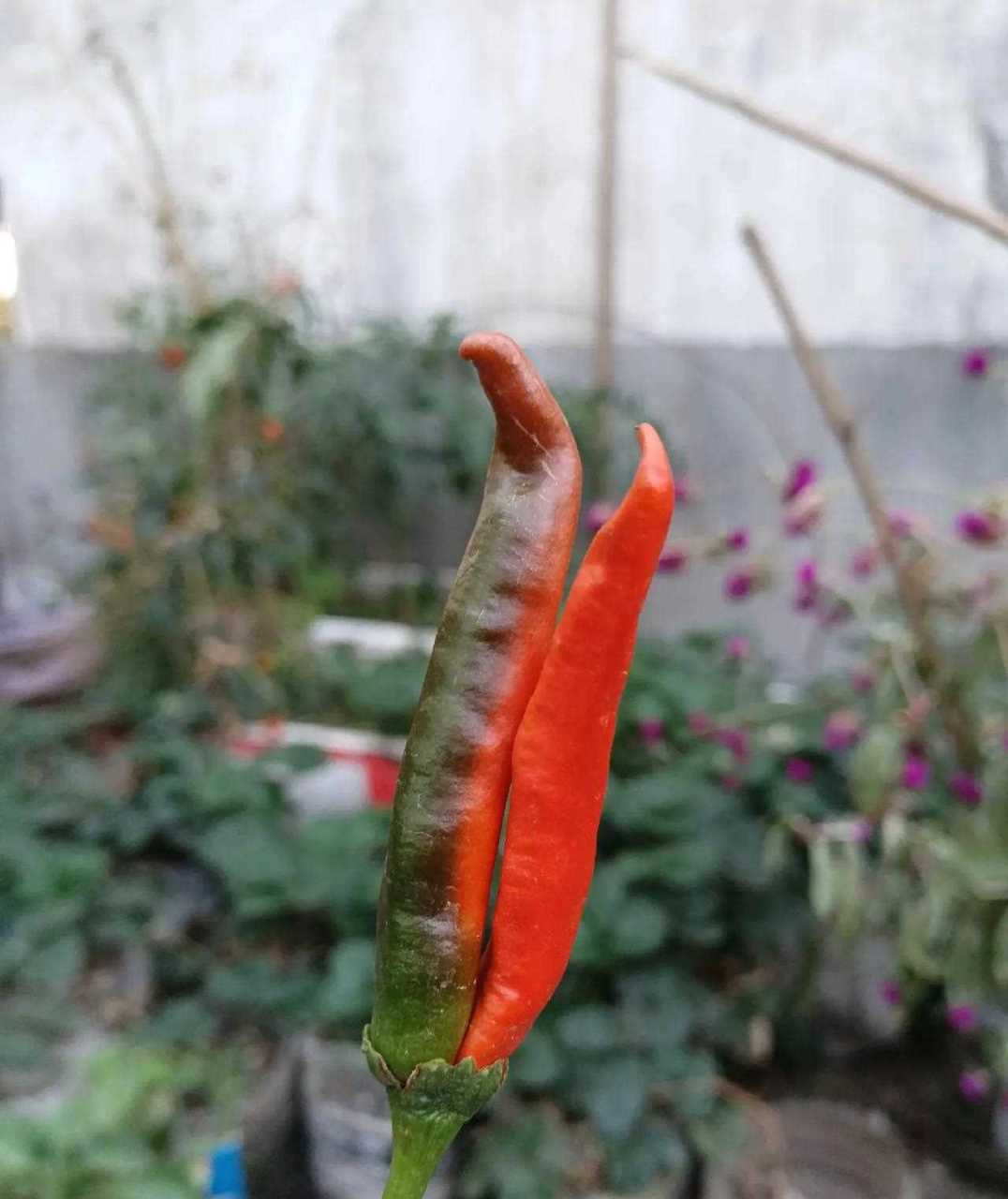 一个(确切说是两个)特别的辣椒,一个蒂上俩辣椒,第一次见,挺新奇.