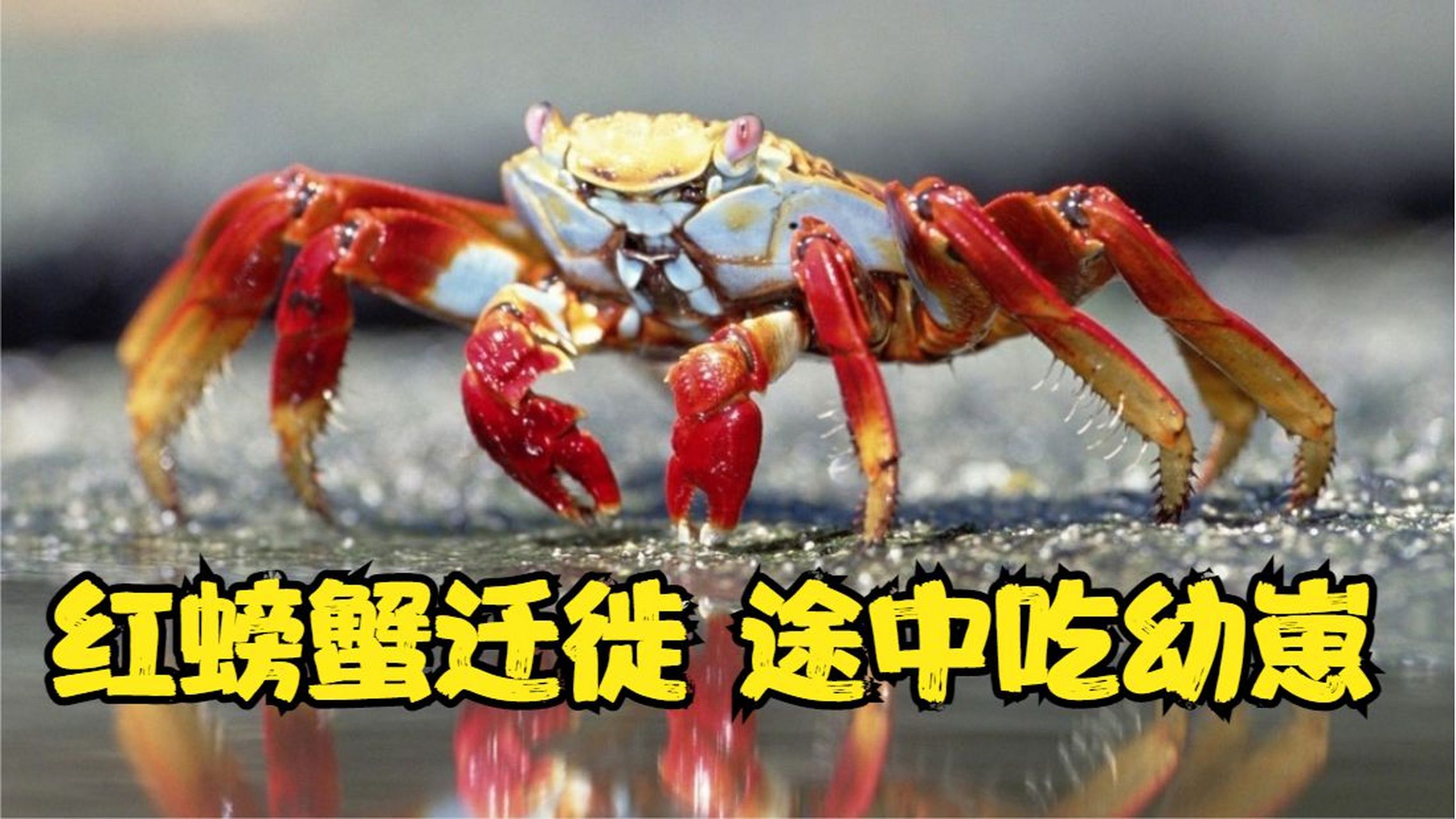 俗话说"虎毒不食子",那么为何红螃蟹居然吃幼崽呢?