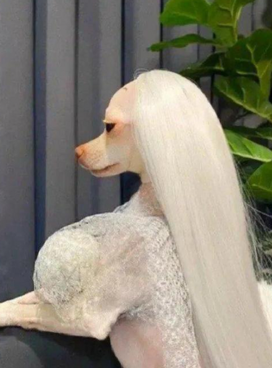 老婆养的贵妇狗